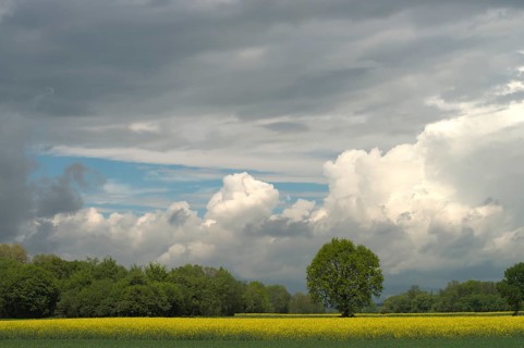 Rape field and trees