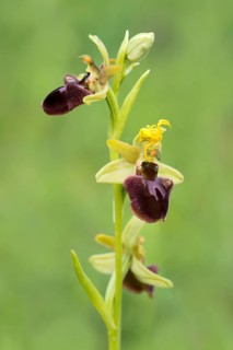 Early Spider Orchid (Ophrys sphegodes) and a Goldenrod Crab Spider (Misumena vatia)