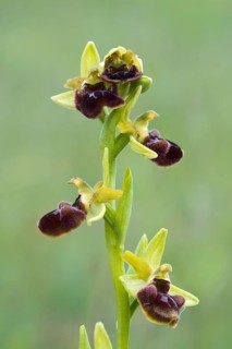 Early Spider Orchid (Ophrys sphegodes)