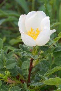 Empire Prickly Rose or Burnet Rose (Ropsa spinosissima)