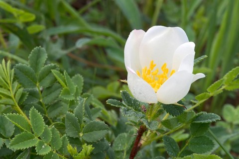 Empire Prickly Rose or Burnet Rose (Ropsa spinosissima)
