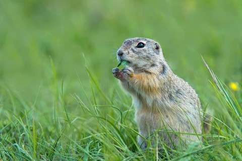 European Ground Squirrel or European Souslik (Citellus citellus)