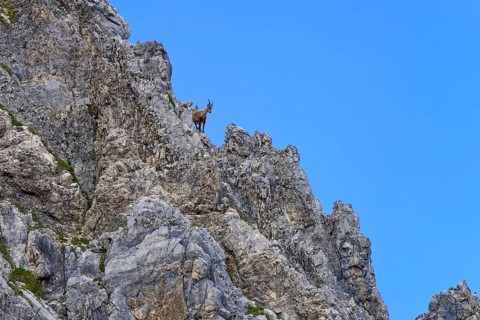 Alpine Ibex or Steinbock (Capra ibex)