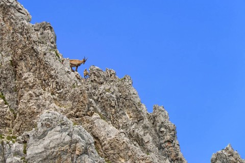 Alpine Ibex or Steinbock (Capra ibex)