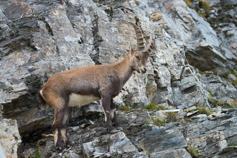 Alpine Ibex or Steinbock (Capra ibex)