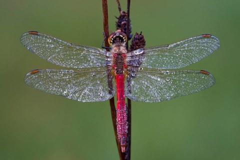 Ruddy Darter (Sympetrum sanguineum)