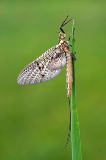 Mayfly (Ephemeroptera)
