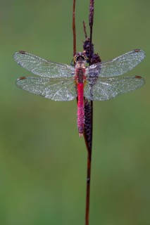 Ruddy Darter (Sympetrum sanguineum)