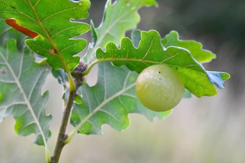 Gall of the Oak Gall Wasp (Cynips quercusfolii) on an Oak (Quercus robur)