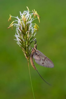 Mayfly (Ephemeroptera)
