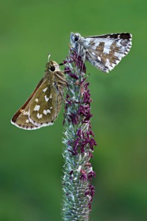 Silver-spotted Skipper (Hesperia comma)