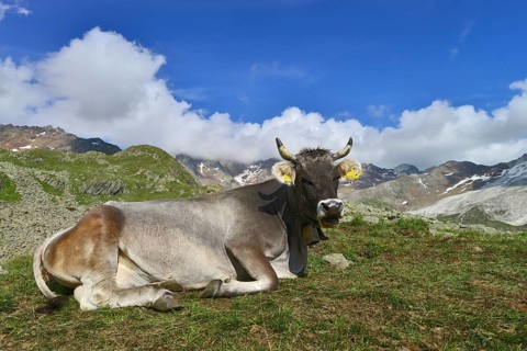 Tyrolean Grey Cattle on the Timmelsalm alpine pasture