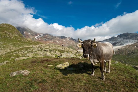 Tyrolean Grey Cattle on the Timmelsalm alpine pasture