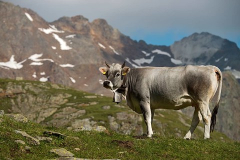 Tyrolean Grey Cattle on the Timmelsalm alpine pasture
