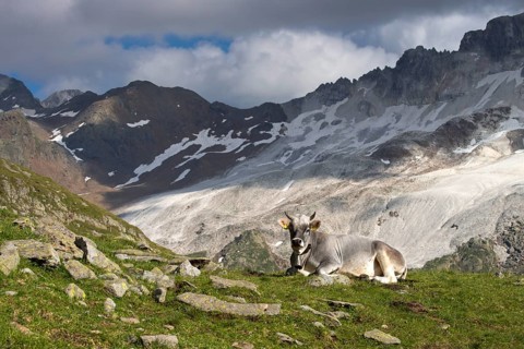 Tyrolean Grey Cattle on the Timmelsalm alpine pasture