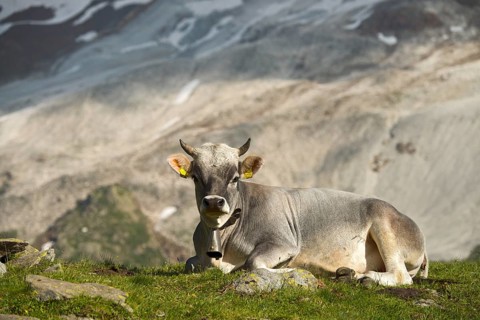 Tyrolean Grey Cattle on the Timmelsalm alpine pasture