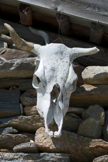 Cow skull on a mountain hut