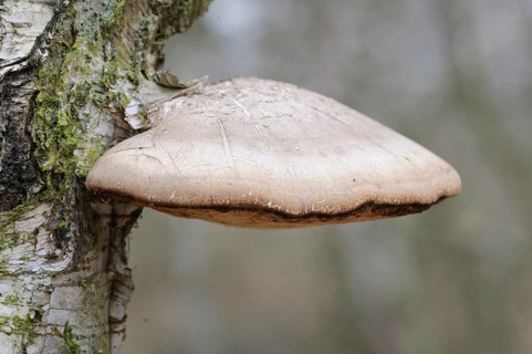 Birch Polypore