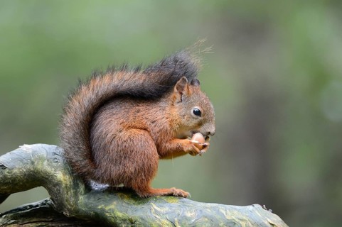 Eurasian Red Squirrel (Sciurus vulgaris) eating a hazelnut