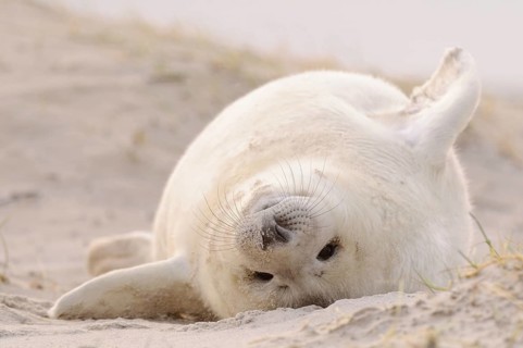 Young Grey Seal (Halichoerus grypus)