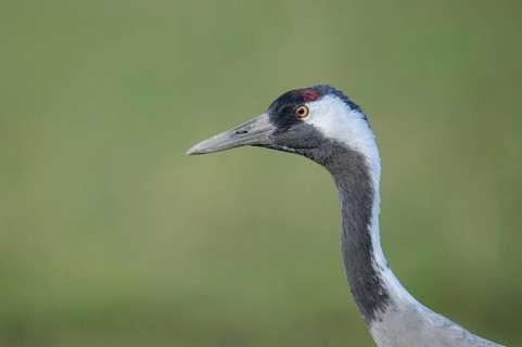Common Crane (Grus grus) portrait