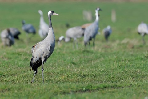 Common Cranes (Grus grus) standing on a meadow