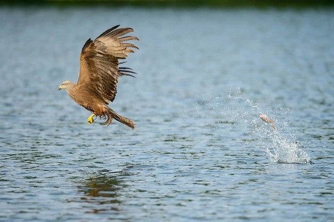 Black Kite (Milvus migrans) is unsuccessful in catching a fish