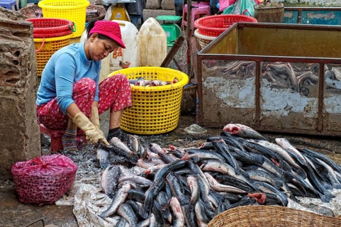 Female fishmonger descaling fish at a market