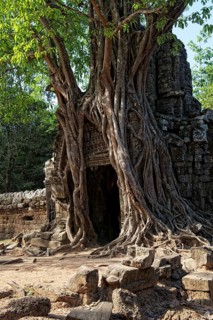 Trees growing over a gate at the temple of Ta Som