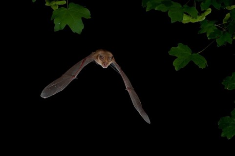 Greater Horseshoe Bat (Rhinolophus ferrumequinum) in flight