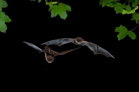 Bent-wing Bats
