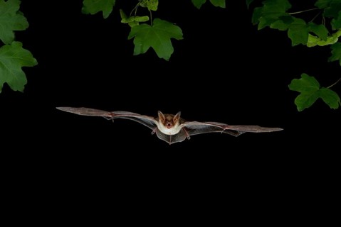 Lesser Mouse-eared Bat (Myotis blythii) in flight