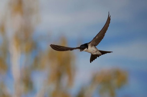Common House Martin (Delichon urbica) in flight