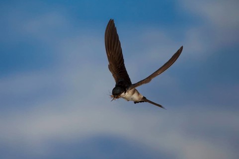 Common House Martin (Delichon urbica) in flight