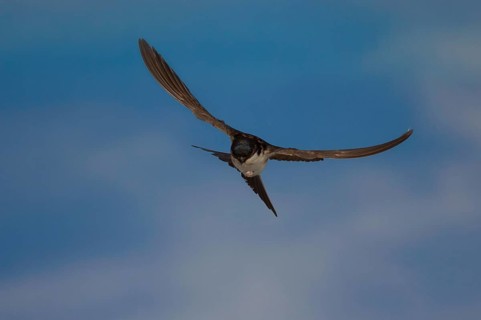 Common House Martin (Delichon urbica) in flight