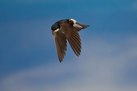 Common House Martin (Delichon urbica) in flight