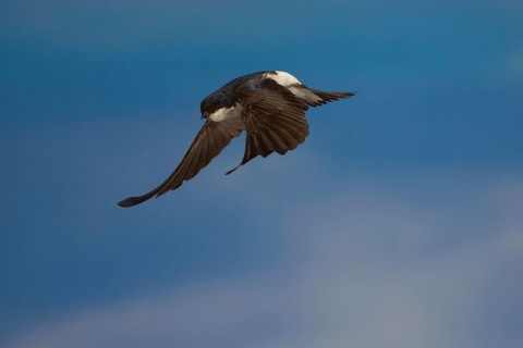 Common House Martin (Delichon urbica) in flight