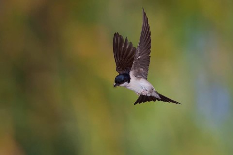 Common House Martin (Delichon urbica) in flight