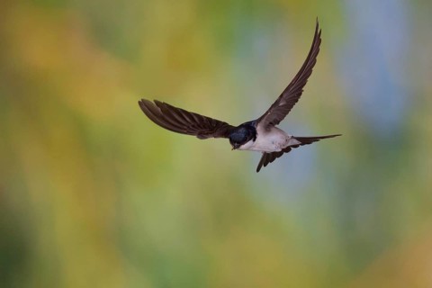 Common House Martin (Delichon urbica) in flight