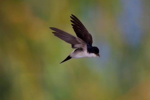 Common House Martin (Delichon urbica) in flight