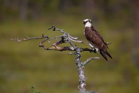 Osprey or Sea Hawk (Pandion haliaetus)