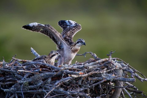 Osprey or Sea Hawk (Pandion haliaetus)