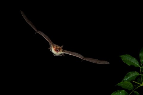 Lesser Mouse-eared Bat (Myotis blythii) in flight