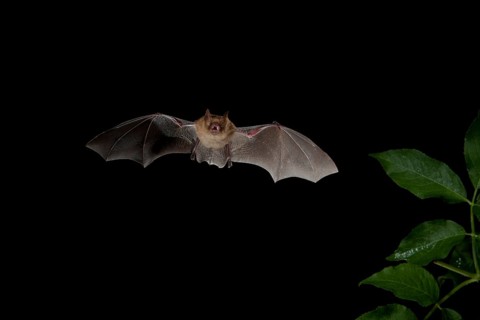 Geoffroy's Bat (Myotis emarginatus) in flight