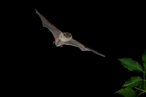 Long-fingered Bat (Myotis capaccinii) in flight