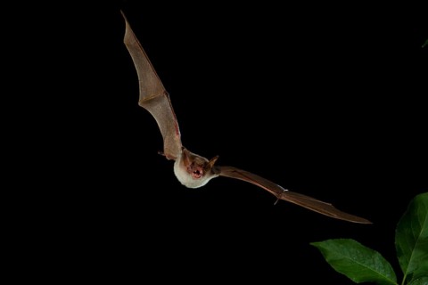 Lesser Mouse-eared Bat (Myotis blythii) in flight