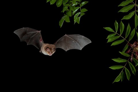 Mediterranean Horseshoe Bat (Rhinolophus Euryale) in flight