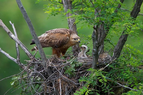 Long-legged Buzzard (Buteo Rufinus)