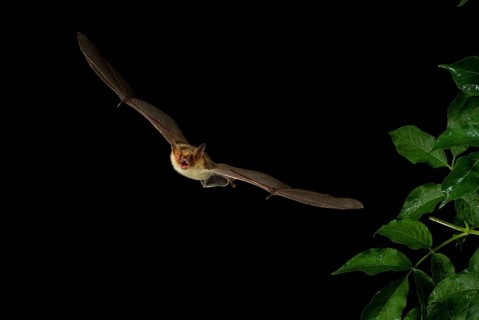 Lesser Mouse-eared Bat (Myotis blythii) in flight