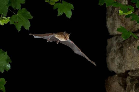 Greater Horseshoe Bat (Rhinolophus ferrumequinum) in flight